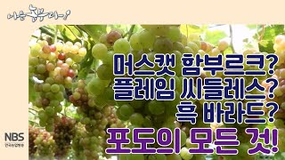 [나는농부다 212회] 머스캣함부르크·플레임씨들러스·흑바라드 포도종류가 이렇게 다양하다구요?