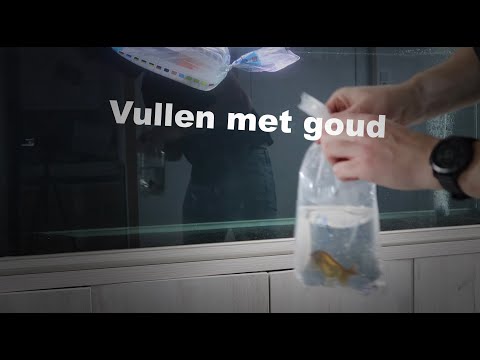 Goud in het aquarium! Sluiterstaarten voor beginners? Weer zoveel te leren over goudvissen