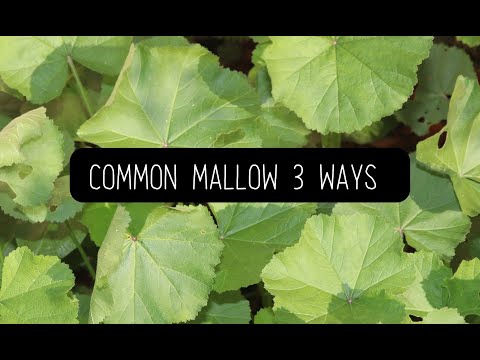 THREE WAYS TO USE COMMON MALLOW - (Molokhia - Mallow Soup, Green Shakshuka, Hubeza)