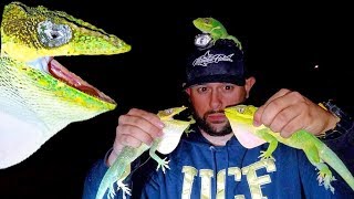 GIANT Green Lizard  INFESTATION!