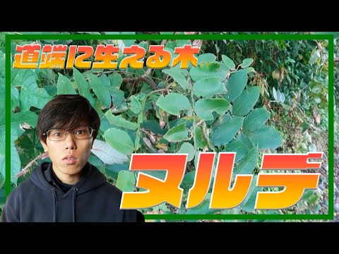 被子植物の木8.png