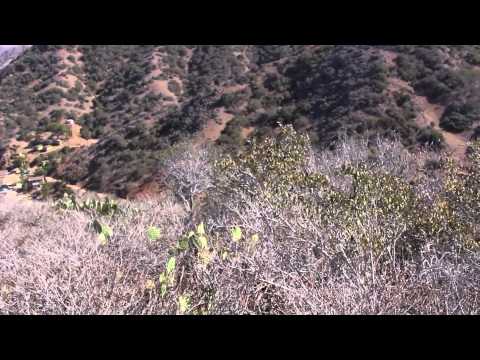 Plants on Catalina Island