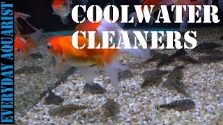 Best Algae Eating Fish and Cleaners for Cold Water, Temperate and Unheated Aquariums