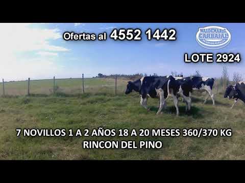 Lote 7 Novillos 1 a 2 años 7 HO 360/370 Kgkg -  en Rincón del Pino