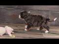 Mini Bernedoodle dogs for sale: Theo - Video 1