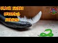 Black Snake Breeding Season   Ep  4