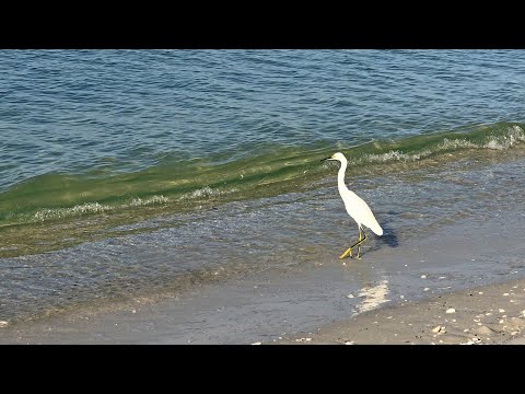 Robb's Tuesday Morning Beach Walk in North Naples, Florida 11.20.18