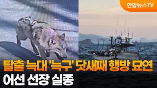 탈출 늑대 '늑구' 닷새째 행방 묘연…어선 선장 실종 / 연합뉴스TV (YonhapnewsTV)