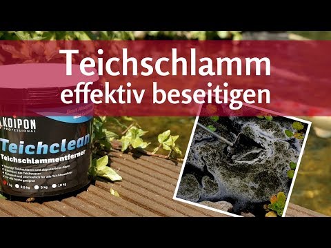 Teichschlamm entfernen – leicht gemacht