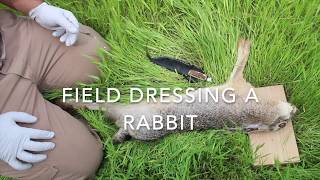 Field Dressing a Rabbit