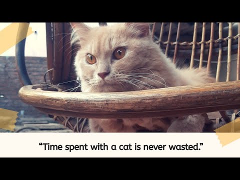Life with Cat  | Cats and Kitten | Persian Cat | Kashmira Sayed