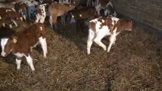 Rund um das Einstallen der Tränker