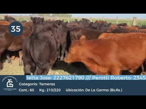 Lote Hembras - De la Garma Bs As
