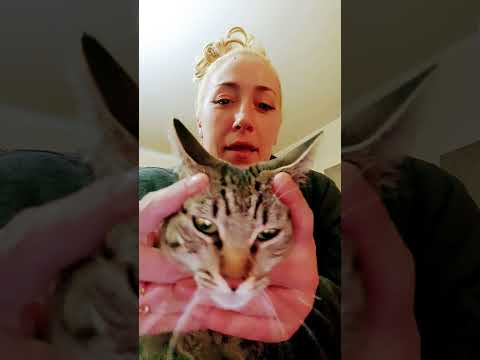 Meesha Cat Joined #trendingshorts #trend #trending #shorts #fyp #foryou #funny #funnyvideo #fypviral