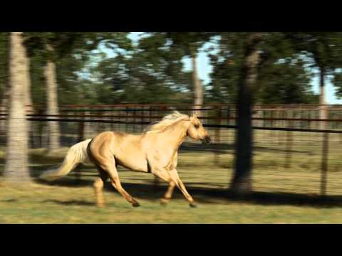 CD Diamond - 2012 NRCHA Open Futurity Champion