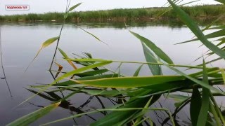 онлайн рыбалка в камышах 2015