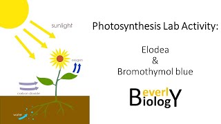 Photosynthesis video lab: Elodea & Bromothymol blue