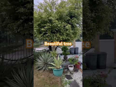 #hashtag #Beautiful #treeoflife