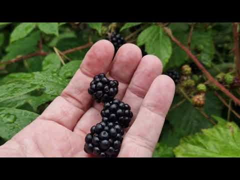 #Jeżyny #Dlaczego #warto #zbierać#kwiaty #leśne#zioła