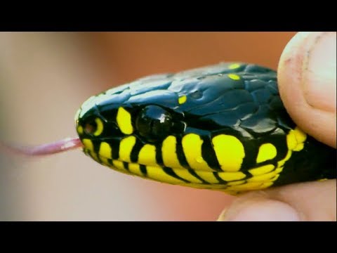 BBC Earth: Venomous Snake Hiding on…: English ESL video lessons