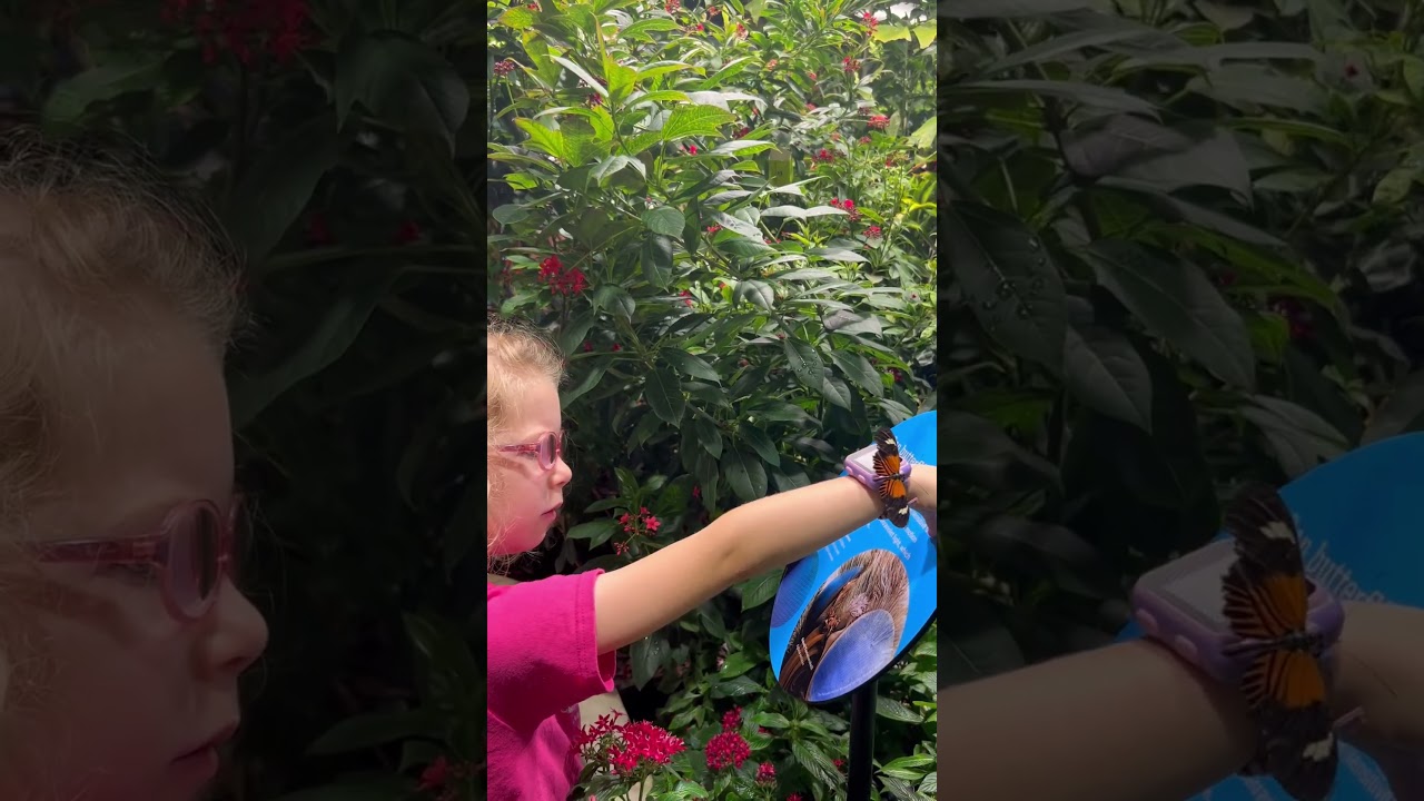 The Butterfly Vivarium at the new Gilder Center at the ##amnh in #NYC is AMAZING!