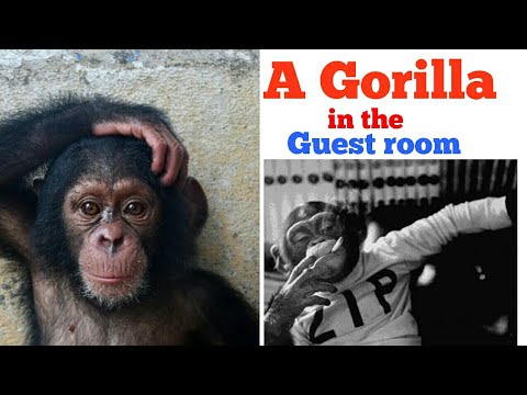 A Gorilla in the Guest Room 😱 - HINDI - Gerald Durrell  - clear explanation Video