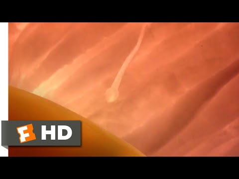 Look Who's Talking Too (1990) - The Miracle of Life Scene (2/9) | Movieclips