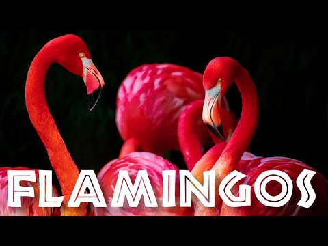 All About Flamingos for Kids: Animal Videos for Children - FreeSchool