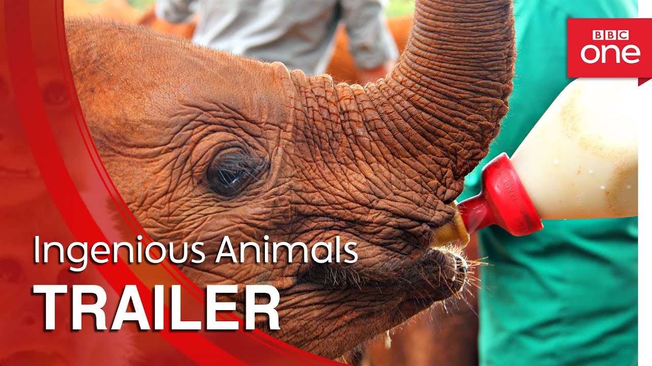 Ingenious Animals: Trailer - BBC One