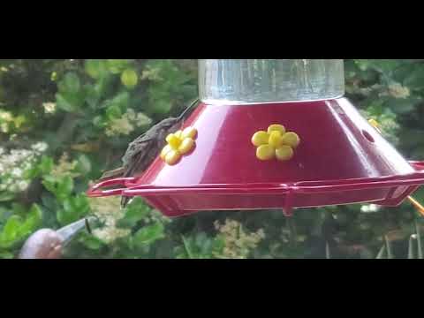 BE WARNED, THIS IS SHOCKING! Allen's Hummingbird TRIES TO KILL Anna's hummer!