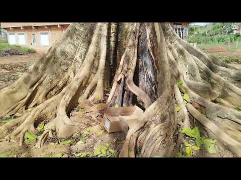 #Gameleira centenária de Frei Inocêncio MG 