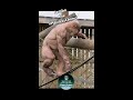 Hairlesschimp Jambo Shorts