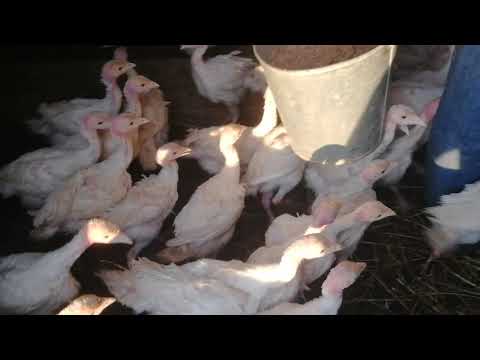 Чучора 🦃 🐥 индюкора хурок додесем дар росия
