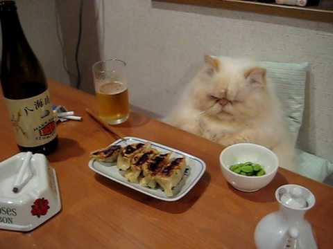 Unusual Kitties That Will Make You Say Awww! Unusual Kitties That Will Make You Say Awww!