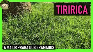 🌿 TIRIRICA 🌿. Como eliminar esta praga dos gramados.