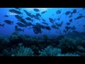 Sharks of Lost Island english Documentary ...