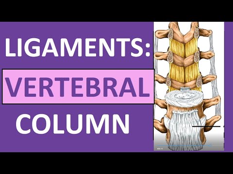 Ligaments of Vertebral Column Anatomy (Nuchal, Interspinous, Supraspinous)