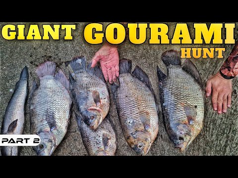 EP901-P2 - Nakarami ng Giant Gourami