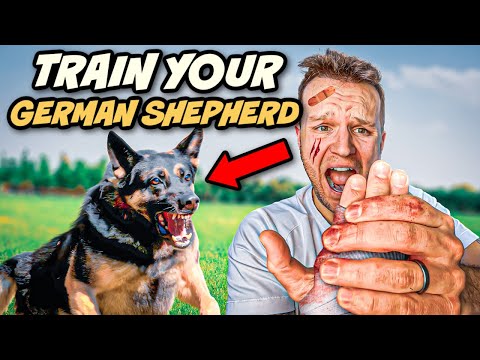 5 Tips to train an Aggressive German Shepherd