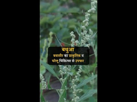 Natural and Home Remedies For piles Bathua #pilesclinic #piles #antipiles #pilescare #shorts #Bathua