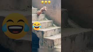 Download lagu #anjing lucu jatuh dari tangga dengan berbagai macam gaya#vidioshort mp3 Download lagu #anjing lucu jatuh dari tangga dengan berbagai macam gaya#vidioshort mp3