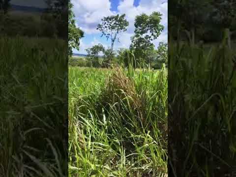 Chácara à venda, Iporá, Goiás, Brasil. #aluguel #casa #imoveis