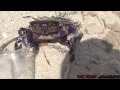 A crab steals drink of the people and attack us with a stick A crab steals drink of the people and attack us with a stick