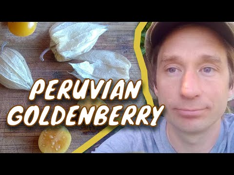 Peruvian Goldenberry • Perennial Ground Cherry