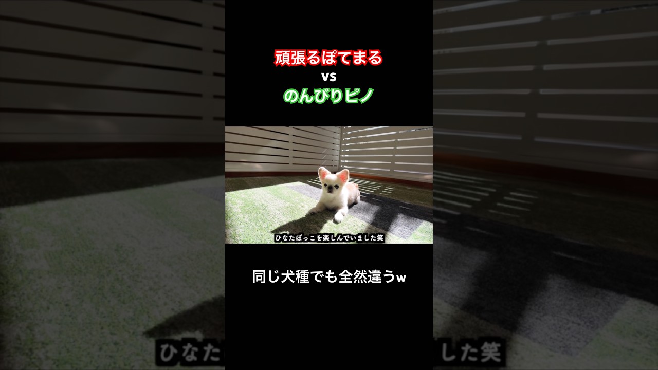 頑張るぽてまるvsのんびりピノ