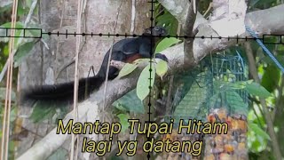 Download lagu Yang datang Tupai Hitam Besar | Hunting Tupai mp3 Download lagu Yang datang Tupai Hitam Besar | Hunting Tupai mp3