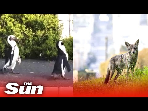 Wild animals take over lockdown cities around the world