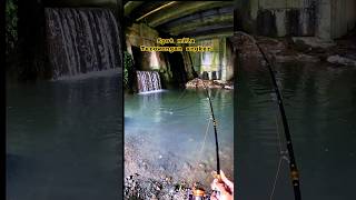Download lagu MANCING NILA di sini idaman para ANGLER DIJAMIN PANEN IKAN #pemancingnila #fishing #shorts mp3 Download lagu MANCING NILA di sini idaman para ANGLER DIJAMIN PANEN IKAN #pemancingnila #fishing #shorts mp3