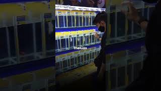 Download lagu Cuma dari iseng jual ikan cupang seharga lima ribu perak, omzetnya kini bisa tembus Rp 50 JUTA! 🤯 mp3 Download lagu Cuma dari iseng jual ikan cupang seharga lima ribu perak, omzetnya kini bisa tembus Rp 50 JUTA! 🤯 mp3