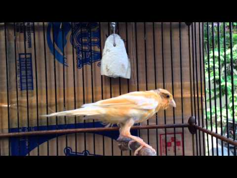 [Serumpun Sebalai Canary] Singing Canary Post Molting